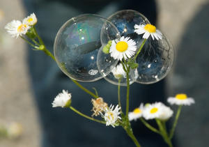 Flowers in a bubble by Flickrs FotoDawg