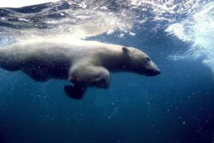 underwater-swimming-polar-bear_2968